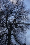 Filename=Ash_Tree_03.JPG
Filesize=352KiB
Dimensions=533x800
Date added=Dec 27, 2015 Ash_Tree_03.JPG
