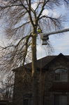 Filename=Ash_Tree_04.JPG
Filesize=297KiB
Dimensions=533x800
Date added=Dec 27, 2015 Ash_Tree_04.JPG