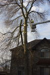 Filename=Ash_Tree_05.JPG
Filesize=300KiB
Dimensions=533x800
Date added=Dec 27, 2015 Ash_Tree_05.JPG