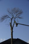 Filename=Ash_Tree_07.JPG
Filesize=150KiB
Dimensions=533x800
Date added=Dec 27, 2015 Ash_Tree_07.JPG