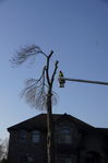 Filename=Ash_Tree_08.JPG
Filesize=136KiB
Dimensions=533x800
Date added=Dec 27, 2015 Ash_Tree_08.JPG
