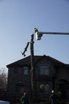 Filename=Ash_Tree_12.JPG
Filesize=130KiB
Dimensions=533x800
Date added=Dec 27, 2015 Ash_Tree_12.JPG