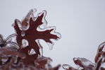 Filename=Ice Storm_008.JPG
Filesize=131KiB
Dimensions=800x533
Date added=Jan 12, 2014 Ice Storm_008.JPG