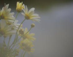 Winner. 3rd Annual Photography Competition, Oakville. November 2009. Daisies in the mist.